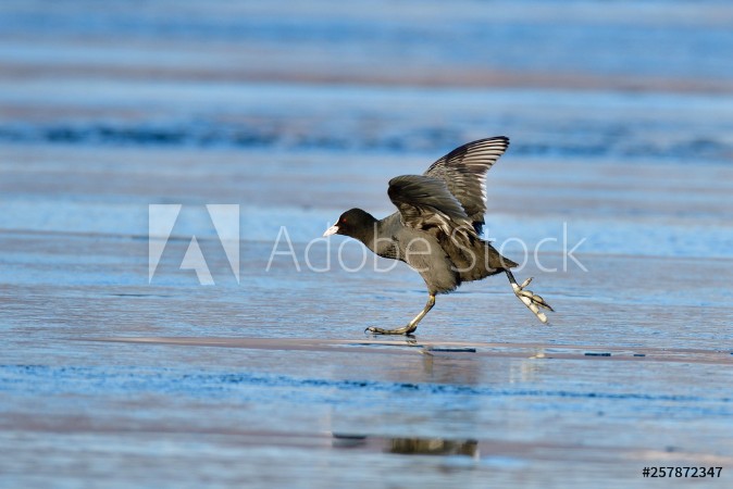 Picture of Blssralle im Winter auf dem Eis